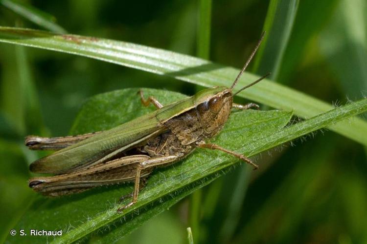 <i>Chorthippus albomarginatus</i> (De Geer, 1773) © S. Richaud