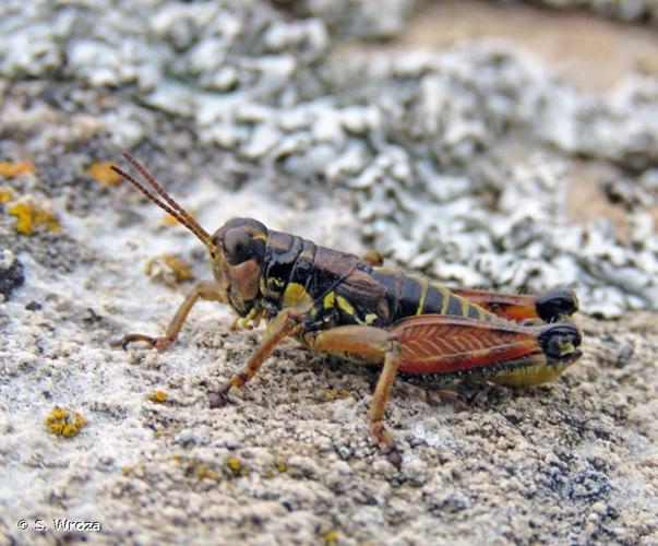 <i>Podisma pedestris pedestris</i> (Linnaeus, 1758) © S. Wroza