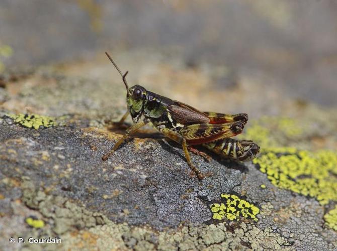 <i>Melanoplus frigidus</i> (Boheman, 1846) © P. Gourdain