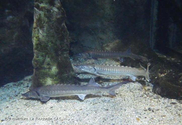 <i>Acipenser sturio</i> Linnaeus, 1758 © Aquarium La Rochelle SAS