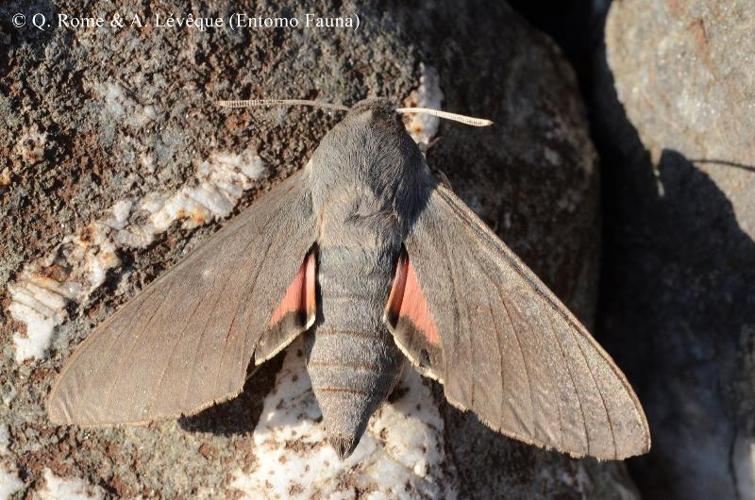 <i>Hyles vespertilio</i> (Esper, 1780) © Q. ROME & A. LEVEQUE (Entomo Fauna)