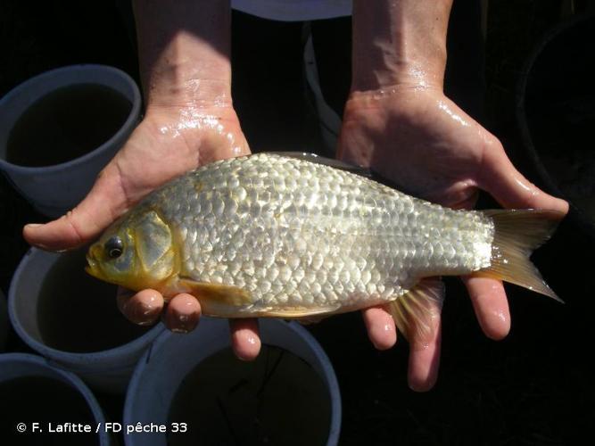 <i>Carassius carassius</i> (Linnaeus, 1758) © F. Lafitte / FD pêche 33