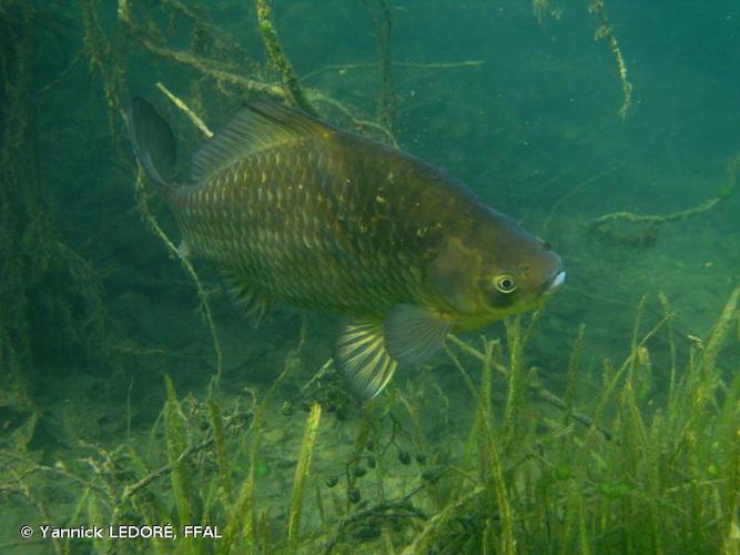 <i>Carassius gibelio</i> (Bloch, 1782) © Yannick LEDORÉ, FFAL