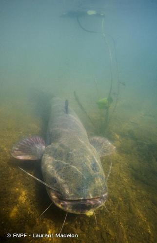 <i>Silurus glanis</i> Linnaeus, 1758 © FNPF - Laurent Madelon