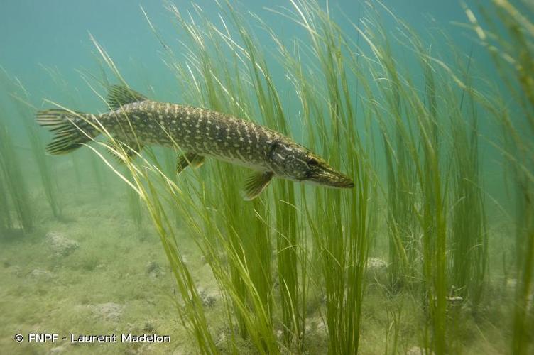 <i>Esox lucius</i> Linnaeus, 1758 © FNPF - Laurent Madelon