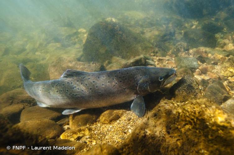 <i>Salmo salar</i> Linnaeus, 1758 © FNPF - Laurent Madelon