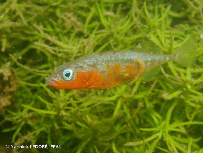 <i>Gasterosteus aculeatus</i> Linnaeus, 1758 © Yannick LEDORÉ, FFAL