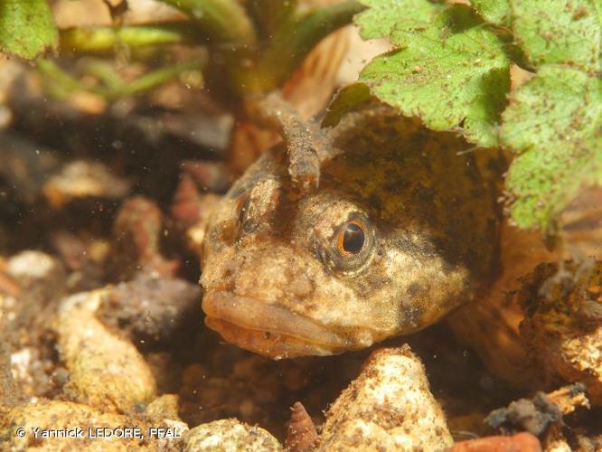 <i>Cottus gobio</i> Linnaeus, 1758 © Yannick LEDORÉ, FFAL