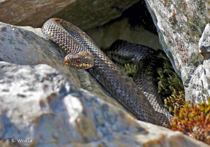 <i>Vipera berus berus</i> (Linnaeus, 1758) © S. Wroza