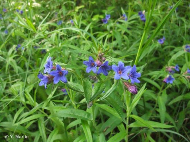 <i>Aegonychon purpurocaeruleum</i> (L.) Holub, 1973 © 