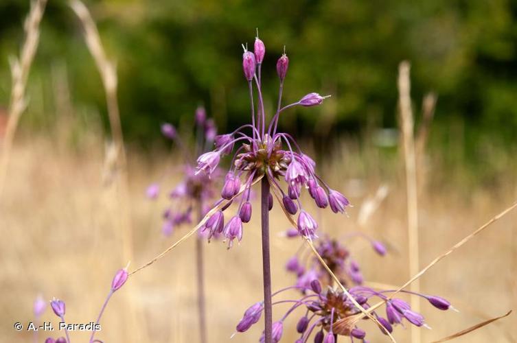 <i>Allium carinatum</i> L., 1753 © A.-H. Paradis