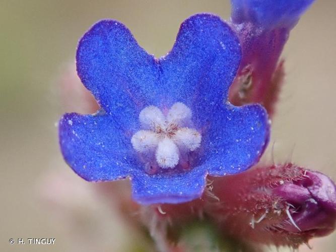 <i>Anchusa procera</i> Besser ex Link, 1821 © H. TINGUY