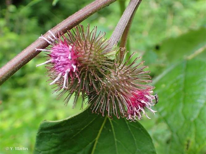 <i>Arctium nemorosum</i> Lej., 1833 © 