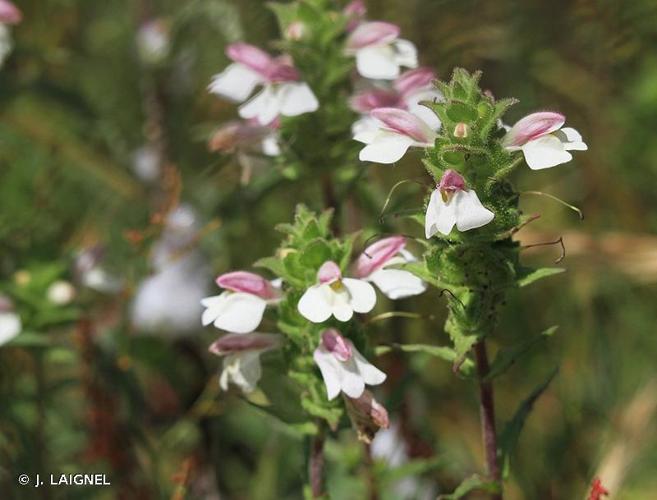 <i>Bartsia trixago</i> L., 1753 © J. LAIGNEL