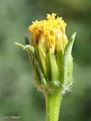 <i>Bidens subalternans</i> DC., 1836 © H. TINGUY