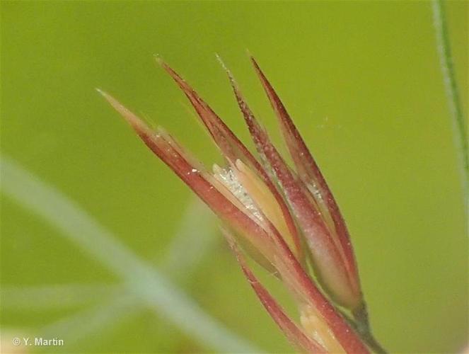 <i>Calamagrostis phragmitoides</i> Hartm., 1843 © 