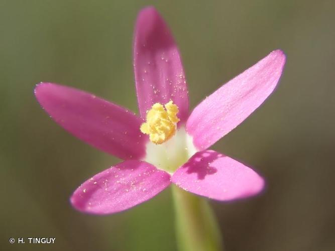 <i>Centaurium tenuiflorum</i> (Hoffmanns. & Link) Fritsch, 1907 © H. TINGUY