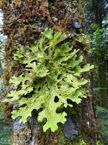 <i>Lobaria pulmonaria</i> (L.) Hoffm., 1796 © S. Marsy