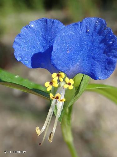 <i>Commelina communis</i> L., 1753 © H. TINGUY