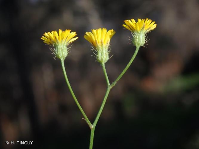 <i>Crepis micrantha</i> Czerep., 1964 © H. TINGUY