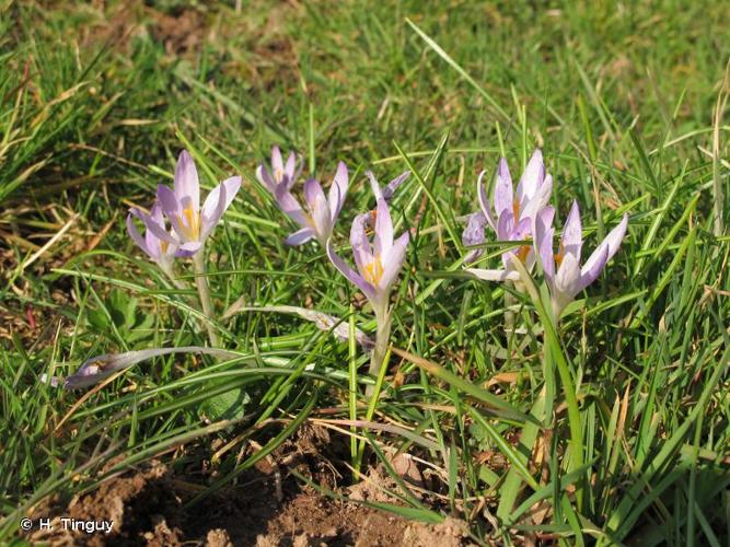 <i>Crocus neapolitanus</i> (Ker Gawl.) Loisel., 1817 © H. Tinguy