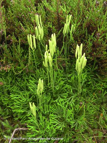 <i>Diphasiastrum tristachyum</i> (Pursh) Holub, 1975 © S. Sant/Parc Amazonien de Guyane