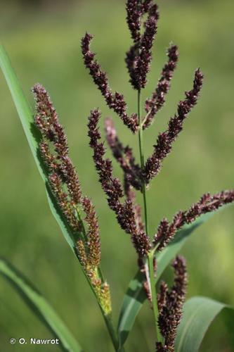 <i>Echinochloa muricata</i> (P.Beauv.) Fernald, 1915 © O. Nawrot