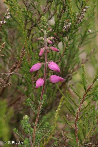 <i>Erica ciliaris</i> L., 1753 © S. Filoche