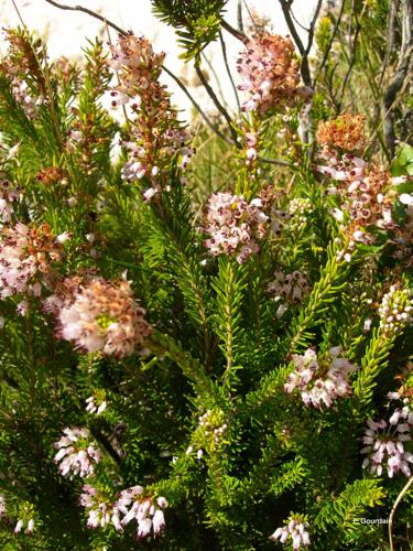 <i>Erica multiflora</i> L., 1753 © P. Gourdain