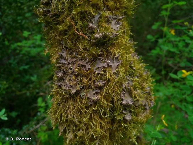 <i>Peltigera collina</i> (Ach.) Schrad., 1801 © R. Poncet