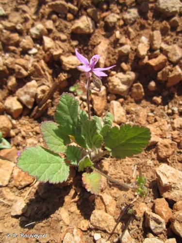 <i>Erodium chium</i> (L.) Willd., 1794 © P. Rouveyrol