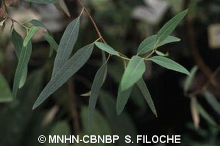 <i>Eucalyptus camaldulensis</i> Dehnh., 1832 [nom. et typ. cons.] © MNHN-CBNBP S. Filoche