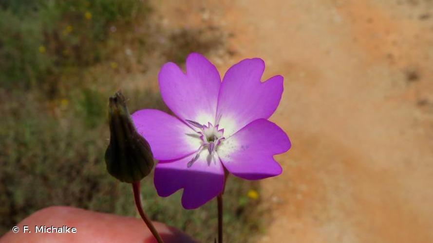 <i>Eudianthe coelirosa</i> (L.) Rchb., 1844 © F. Michalke