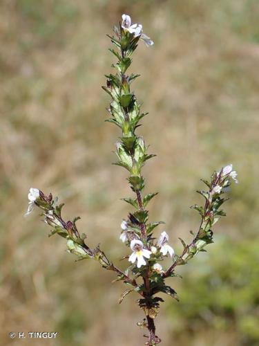 <i>Euphrasia nemorosa</i> (Pers.) Wallr., 1815 © H. TINGUY