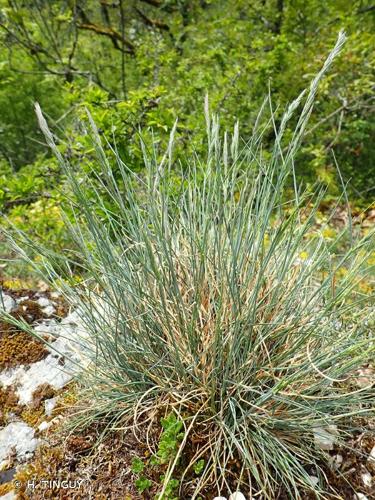 <i>Festuca burgundiana</i> Auquier & Kerguélen, 1978 © H. TINGUY