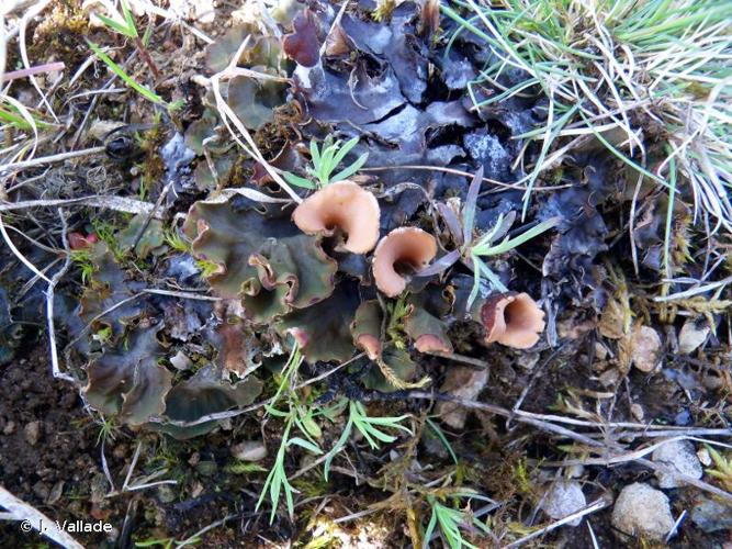 <i>Peltigera rufescens</i> (Weiss) Humb., 1793 © J. Vallade