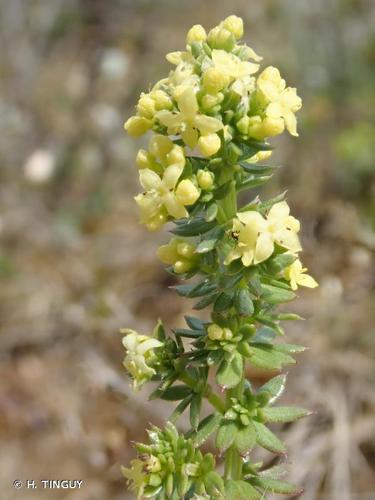 <i>Galium neglectum</i> Le Gall ex Gren., 1850 &copy; H. TINGUY