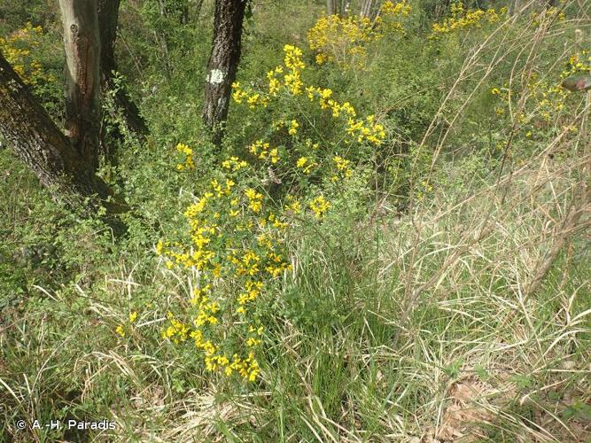 <i>Genista monspessulana</i> (L.) L.A.S.Johnson, 1962 &copy; A.-H. Paradis