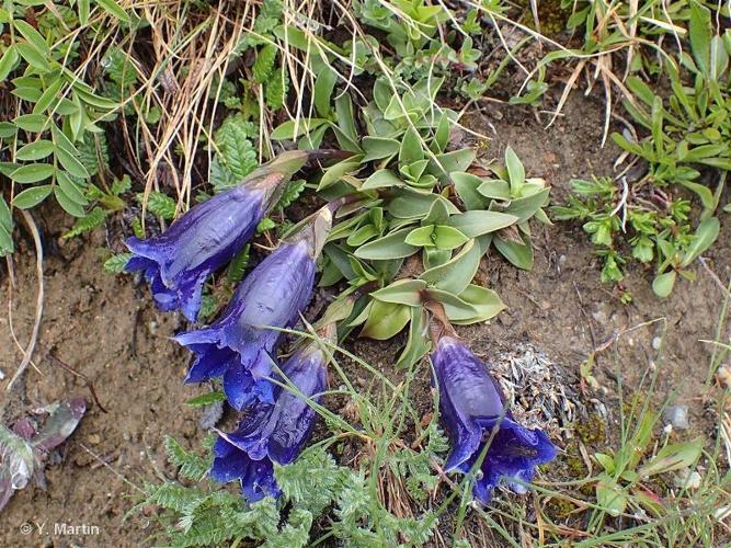 <i>Gentiana clusii</i> E.P.Perrier & Songeon, 1853 © 