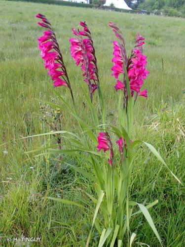 <i>Gladiolus communis</i> L., 1753 © H. TINGUY