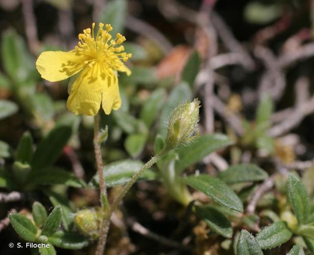 <i>Helianthemum oelandicum</i> (L.) Dum.Cours., 1802 © S. Filoche