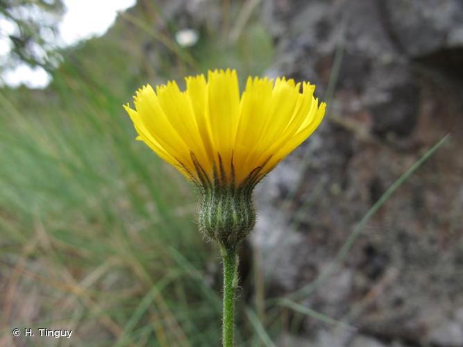 <i>Hieracium schmidtii</i> Tausch, 1828 © H. Tinguy