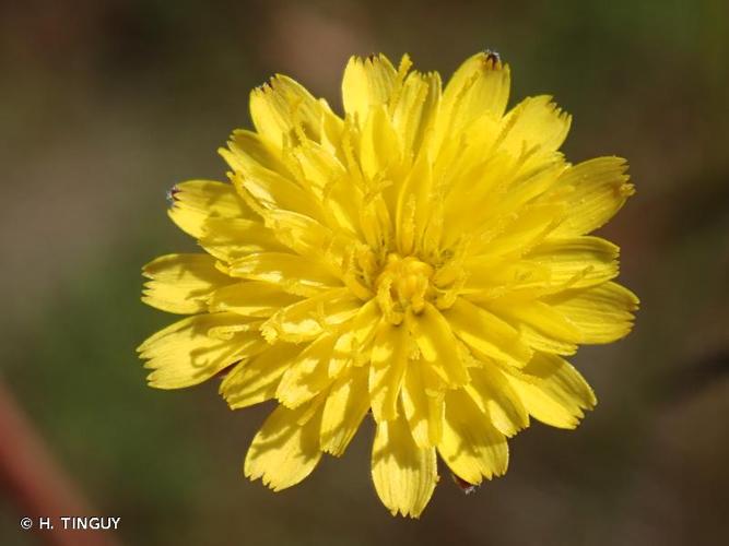 <i>Hypochaeris glabra</i> L., 1753 © H. TINGUY