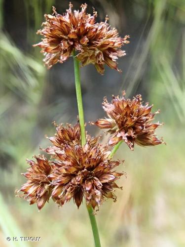 <i>Juncus ensifolius</i> Wikstr., 1823 © H. TINGUY