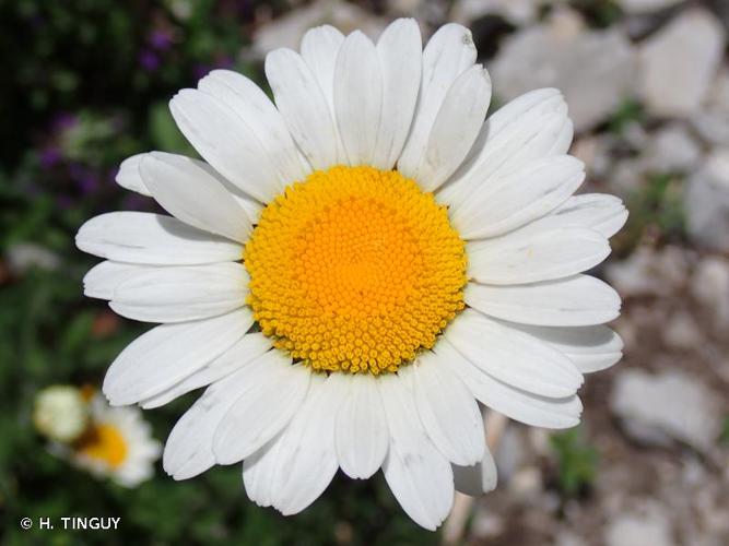 <i>Leucanthemum adustum</i> (W.D.J.Koch) Gremli, 1898 © H. TINGUY