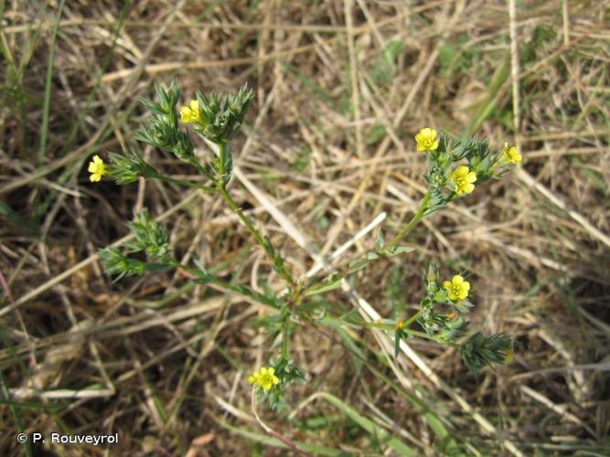 <i>Linum strictum</i> L., 1753 © P. Rouveyrol