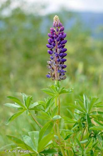 <i>Lupinus </i>x<i> regalis</i> Bergmans, 1924 © A.-H. Paradis