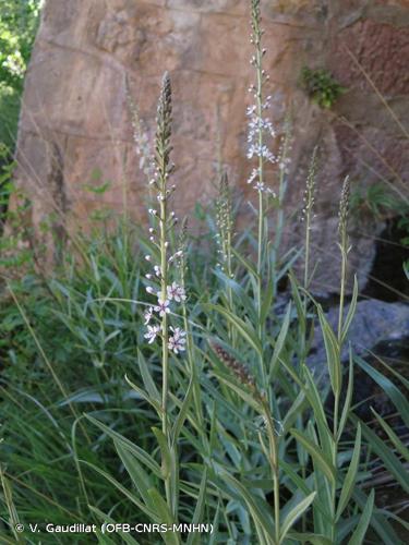 <i>Lysimachia ephemerum</i> L., 1753 © V. Gaudillat (OFB-CNRS-MNHN)