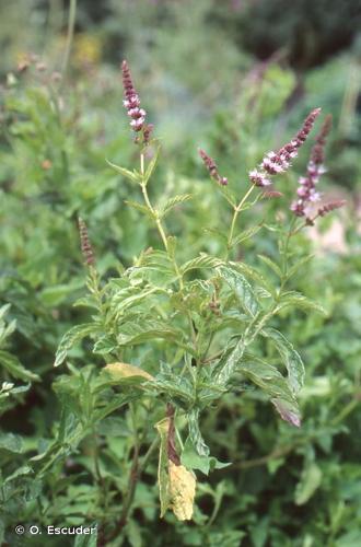 <i>Mentha </i>x<i> piperita</i> L., 1753 © O. Escuder