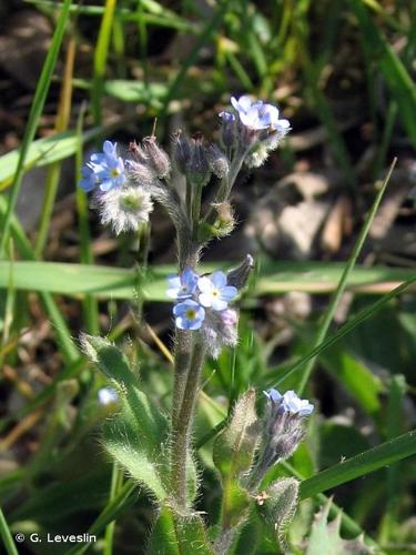 <i>Myosotis laxa</i> Lehm., 1818 © G. Leveslin